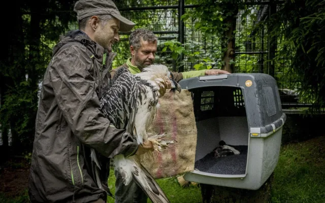 Samice orlosupa bradatého se z Liberce přestěhovala do Španělska. Za novým samcem