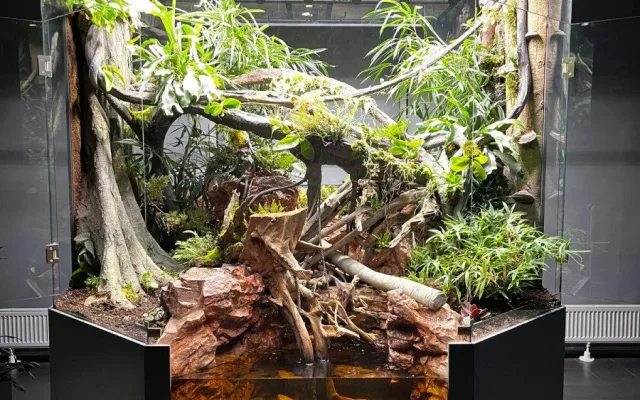 Zoo Liberec začala s chovem vzácného krokodýlovce, nejohroženějšího plaza planety