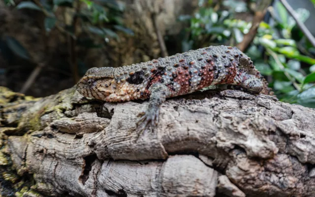 Zoo Liberec začala s chovem vzácného krokodýlovce, nejohroženějšího plaza planety