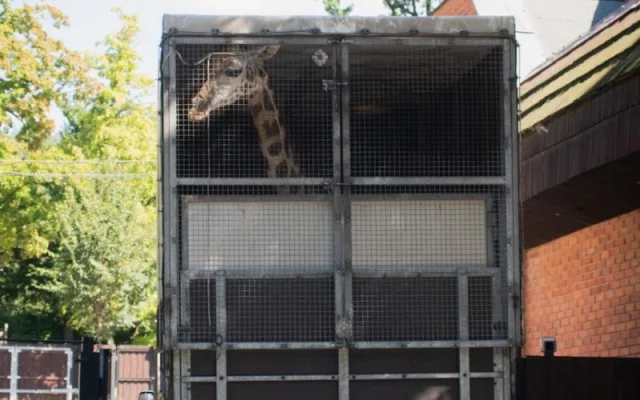 Z liberecké zoo odjely dnes poslední žirafy. Po rekonstrukci pavilonu se chov vrátí
