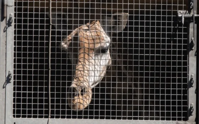 Z liberecké zoo odjely dnes poslední žirafy. Po rekonstrukci pavilonu se chov vrátí