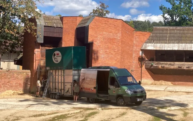 Z liberecké zoo odjely dnes poslední žirafy. Po rekonstrukci pavilonu se chov vrátí