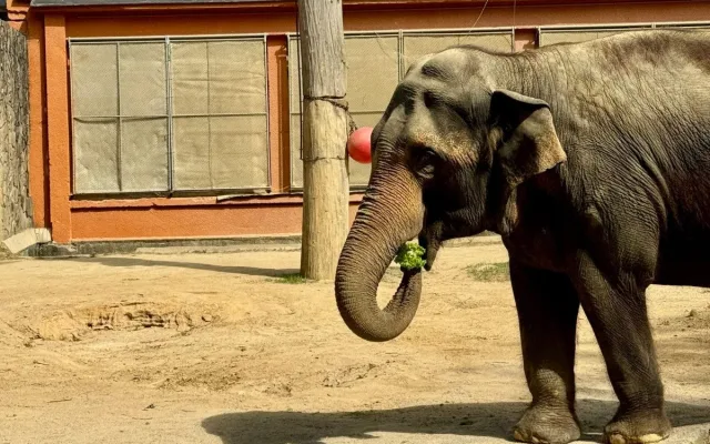Nechte slonici Balu dožít v Zoo Liberec, žádá petice. Odborníci to odmítají
