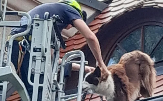 Hasiči v Liberci zachraňovali psa ze střechy domu. Vydal se tam oknem