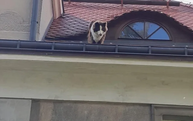 Hasiči v Liberci zachraňovali psa ze střechy domu. Vydal se tam oknem