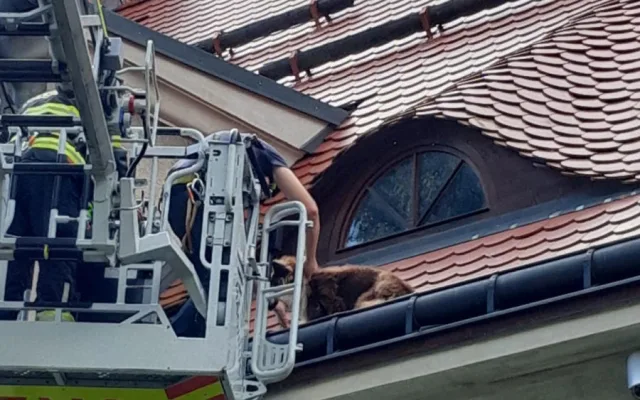 Hasiči v Liberci zachraňovali psa ze střechy domu. Vydal se tam oknem