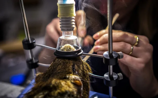 Na jablonecké veterině potkáte nejen psi a kočky, ale i ježka, papouška či chameleona