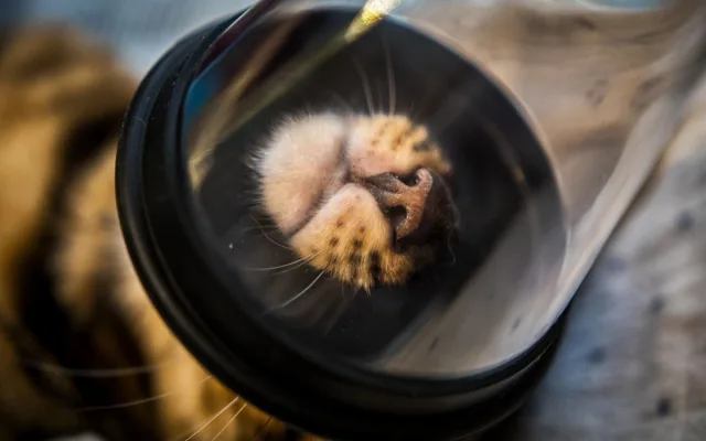 Na jablonecké veterině potkáte nejen psi a kočky, ale i ježka, papouška či chameleona
