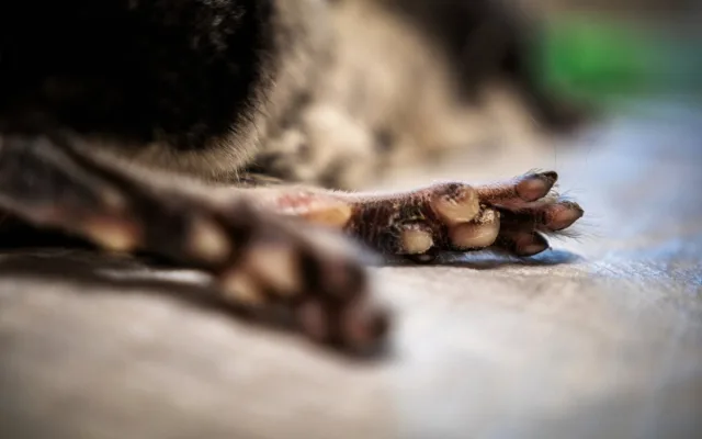 Na jablonecké veterině potkáte nejen psi a kočky, ale i ježka, papouška či chameleona