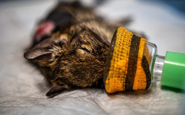 Na jablonecké veterině potkáte nejen psi a kočky, ale i ježka, papouška či chameleona