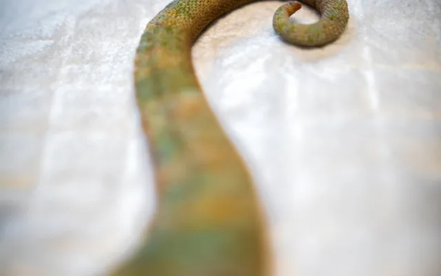 Na jablonecké veterině potkáte nejen psi a kočky, ale i ježka, papouška či chameleona