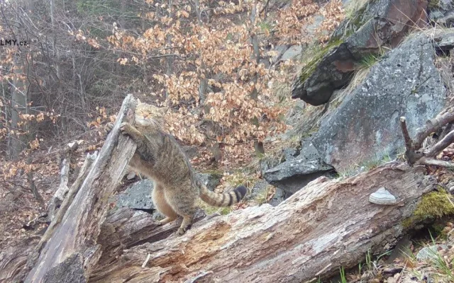 Do Lužických hor se vrátila kočka divoká. Je na seznamu kriticky ohrožených zvířat