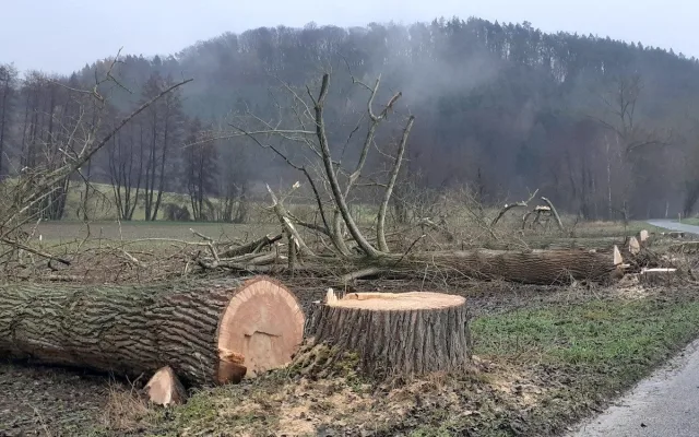 Lidé v Českém ráji kritizují kácení stromů u silnic, podle silničářů bylo nutné