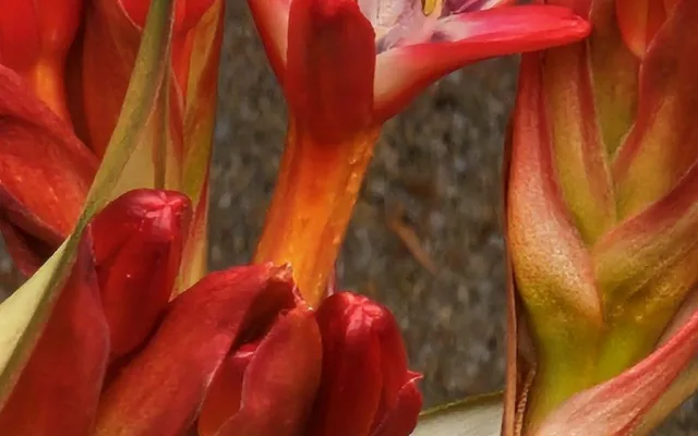 V liberecké botanické zahradě rozkvétá impozantní obří oštěpová lilie. Po 30 letech