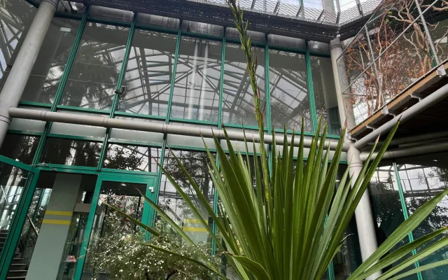 V liberecké botanické zahradě rozkvétá impozantní obří oštěpová lilie. Po 30 letech