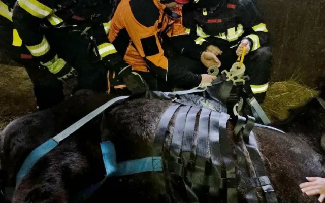 Klisna zůstala ležet ve stáji, na nohy ji pomohli hasiči