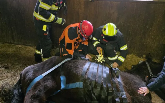 Klisna zůstala ležet ve stáji, na nohy ji pomohli hasiči