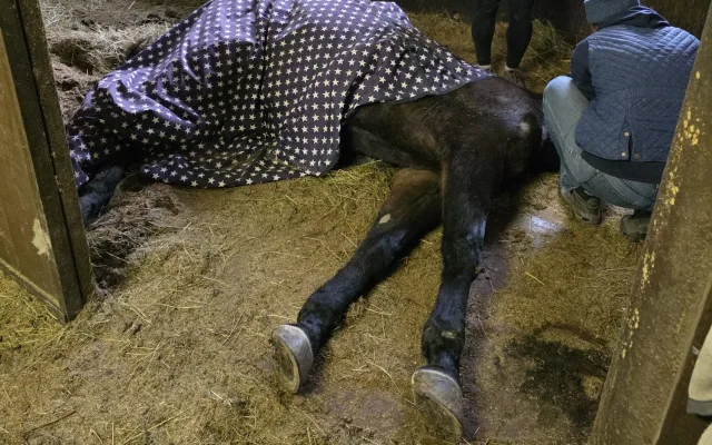 Klisna zůstala ležet ve stáji, na nohy ji pomohli hasiči