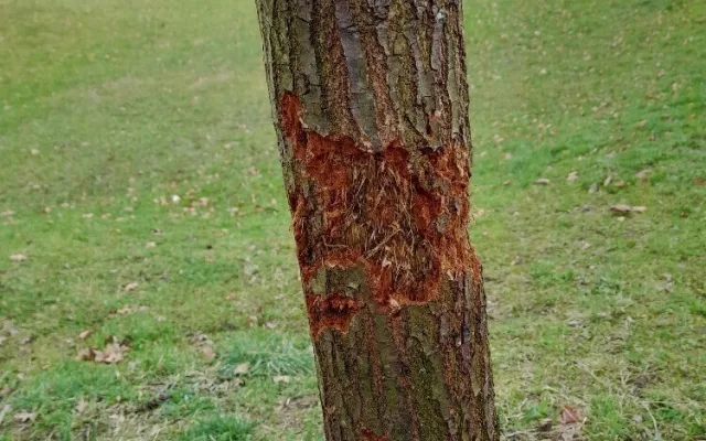 Vandal poškodil stromy Mozartově a Zborovské ulici. Město podalo trestní oznámení