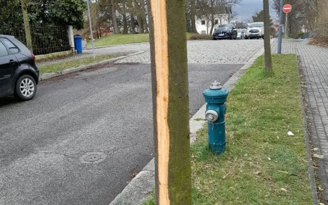 Vandal poškodil stromy Mozartově a Zborovské ulici. Město podalo trestní oznámení