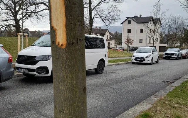 Vandal poškodil stromy Mozartově a Zborovské ulici. Město podalo trestní oznámení