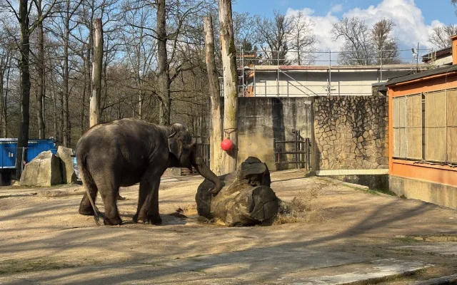 Slonice Bala odjede z liberecké zoo na podzim. Ve Walesu jí zůstane přímý kontakt s ošetřovateli