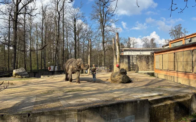 Slonice Bala odjede z liberecké zoo na podzim. Ve Walesu jí zůstane přímý kontakt s ošetřovateli