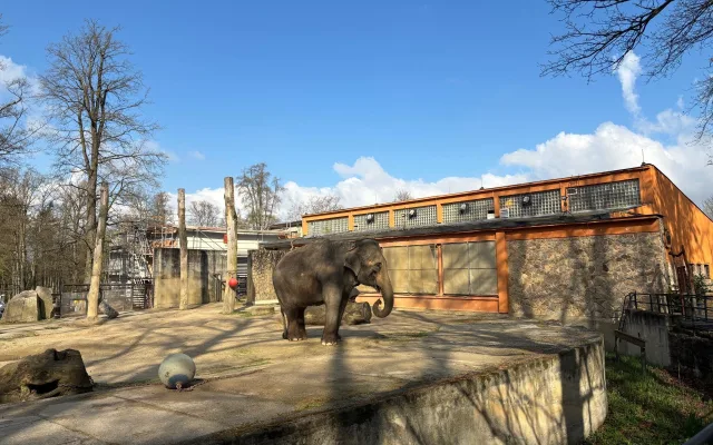 Slonice Bala odjede z liberecké zoo na podzim. Ve Walesu jí zůstane přímý kontakt s ošetřovateli