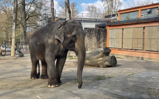 Slonice Bala odjede z liberecké zoo na podzim. Ve Walesu jí zůstane přímý kontakt s ošetřovateli