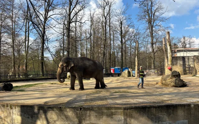 Slonice Bala odjede z liberecké zoo na podzim. Ve Walesu jí zůstane přímý kontakt s ošetřovateli