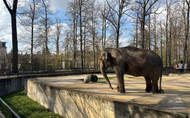 Slonice Bala odjede z liberecké zoo na podzim. Ve Walesu jí zůstane přímý kontakt s ošetřovateli