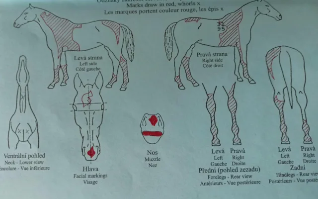 Chovného koně ukradeného na Českolipsku se nedaří najít. Pomůže mapa jeho zbarvení?
