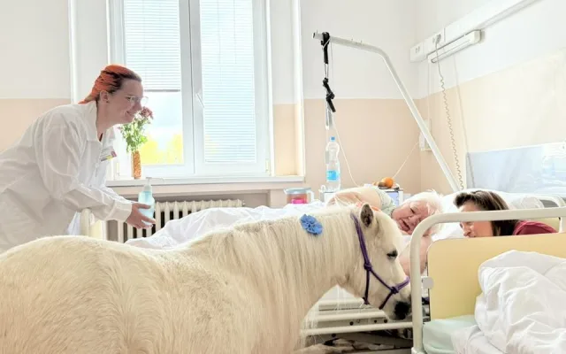 Radost měla ve frýdlantské nemocnici podobu bílé kobylky minikoníka. Pohladit si ji chtěl každý