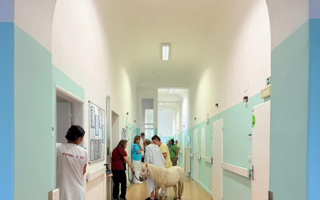 Radost měla ve frýdlantské nemocnici podobu bílé kobylky minikoníka. Pohladit si ji chtěl každý