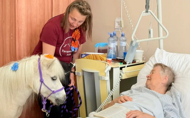 Radost měla ve frýdlantské nemocnici podobu bílé kobylky minikoníka. Pohladit si ji chtěl každý