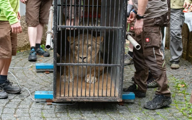 Liberecká zoo se bude dočasně starat o lvici Elsu, odebranou z nelegálního chovu Karlose Vémoly