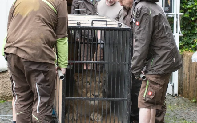 Liberecká zoo se bude dočasně starat o lvici Elsu, odebranou z nelegálního chovu Karlose Vémoly