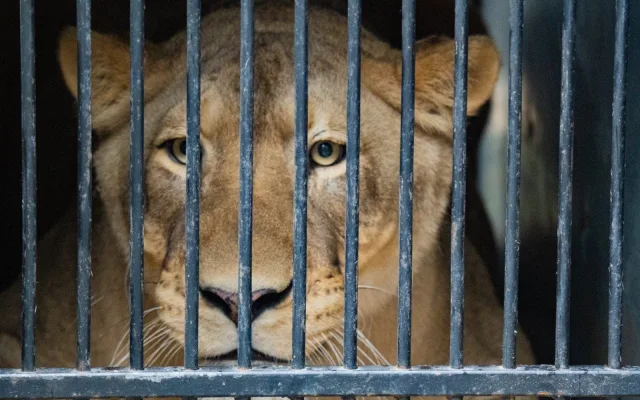 Liberecká zoo se bude dočasně starat o lvici Elsu, odebranou z nelegálního chovu Karlose Vémoly
