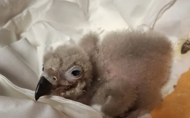 Od největšího supa po nejmenšího orla. Zoo Liberec slaví mimořádně úspěšnou sezonu dravých ptáků