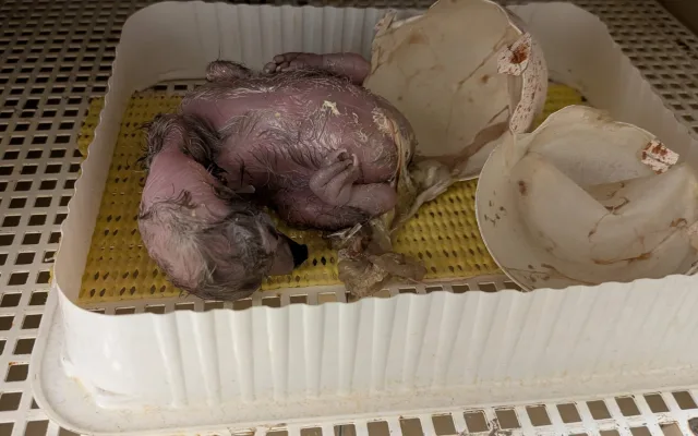 Od největšího supa po nejmenšího orla. Zoo Liberec slaví mimořádně úspěšnou sezonu dravých ptáků
