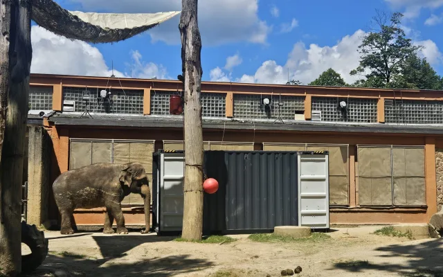 Poslední léto s Balou v Zoo Liberec. Slonice se připravuje na cestu do nového domova