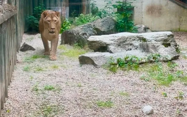 Lvice Elsa, zabavená Karlosu Vémolovi, má v liberecké zoo po karanténě a může do venkovního výběhu