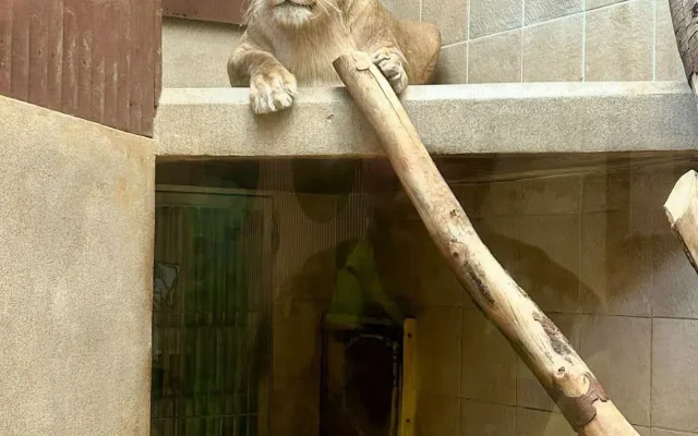 Lvice Elsa, zabavená Karlosu Vémolovi, má v liberecké zoo po karanténě a může do venkovního výběhu