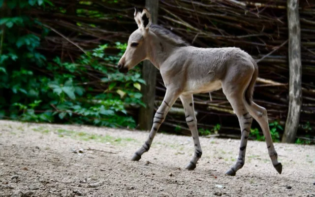 Radost v liberecké zoo: Po pěti letech se narodilo mládě kriticky ohroženého osla somálského