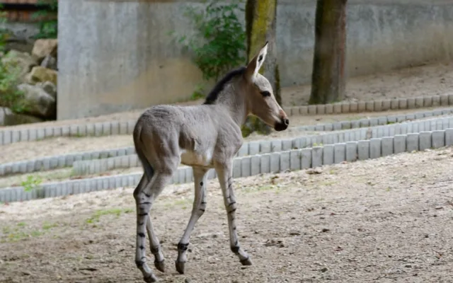 Radost v liberecké zoo: Po pěti letech se narodilo mládě kriticky ohroženého osla somálského