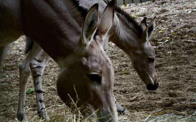 Radost v liberecké zoo: Po pěti letech se narodilo mládě kriticky ohroženého osla somálského