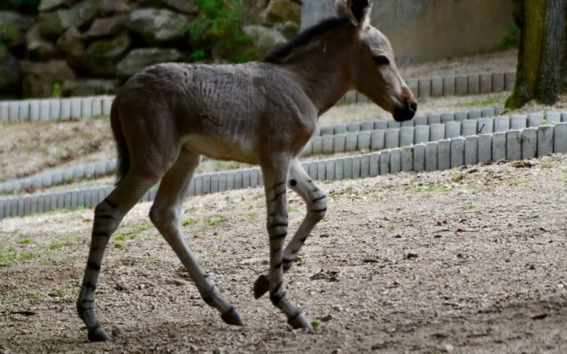 Radost v liberecké zoo: Po pěti letech se narodilo mládě kriticky ohroženého osla somálského