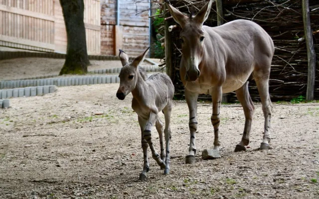 Radost v liberecké zoo: Po pěti letech se narodilo mládě kriticky ohroženého osla somálského
