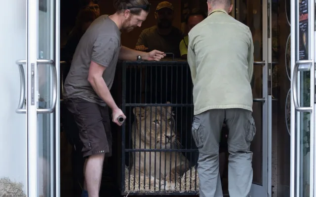 Lvice Elsa, zabavená Karlosu Vémolovi, odjela ze Zoo Liberec. Nový domov má v centru pro velké šelmy