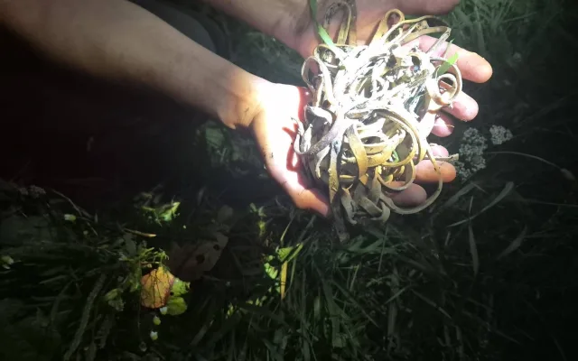 Čáp si spletl plastové gumičky s klubkem hadů. Uvízly mu v zobáku, bojoval o život